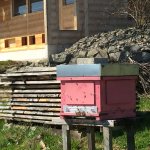 Wildbienengarten